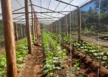 Producción de pepino, una actividad con buena salida