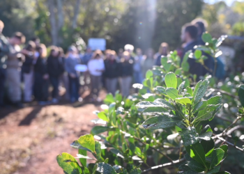 Yerba orgánica:  un modelo de  producción que gana adeptos