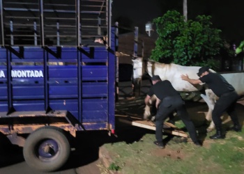 Otro caballo maltratado en Posadas: fue rescatado en estado de abandono durante un allanamiento