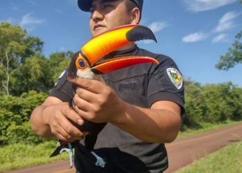 Policías rescataron a un tucán atrapado en un poste de luz en San José