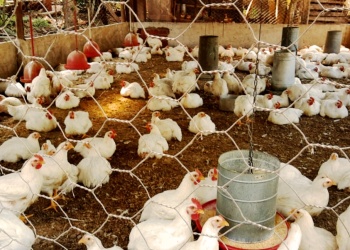 Cómo mejorar la calidad de  los huevos y la cría de gallinas