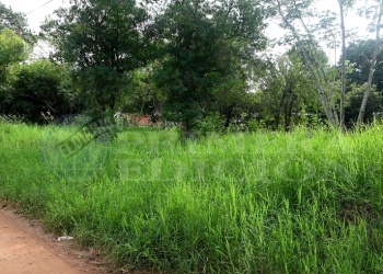 Advierten aumento de baldíos con exceso de maleza en los barrios