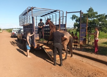 Otro caso de maltrato animal: rescatan un caballo en estado crítico en Itaembé Guazú