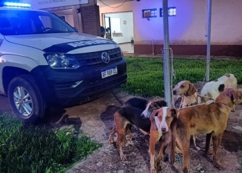 Eldorado: detienen a tres hombres con perros desnutridos presuntamente usados para caza furtiva