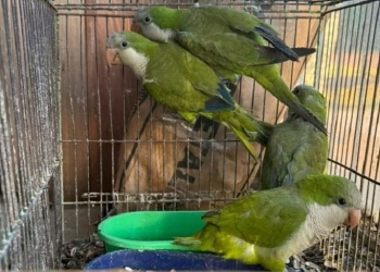 Rescataron aves silvestres en cautiverio en en interior de Misiones