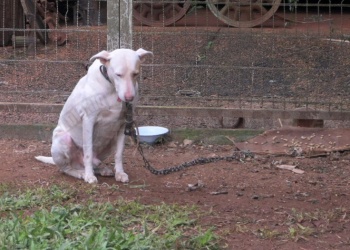 El maltrato animal crece,  pero hay cero condenados