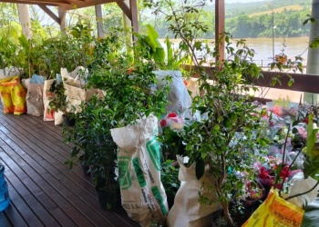 El Senasa alertó sobre ingreso ilegal de plantas ornamentales