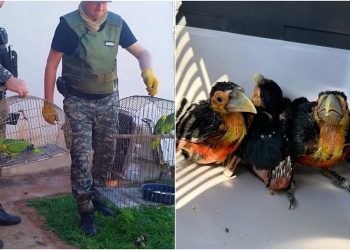 Tres operativos lograron rescatar varias especies de fauna silvestre