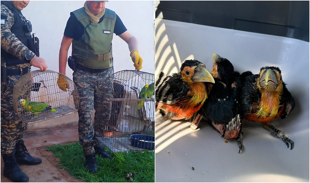 “Cambio cultural”: Ohana ya rescató más de 860 animales silvestres este año