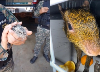 Tres operativos lograron rescatar varias especies de fauna silvestre