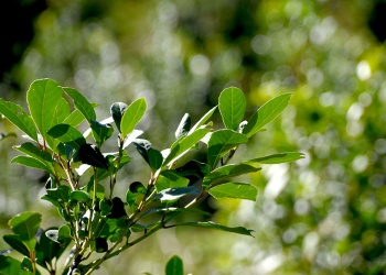 El té misionero inició una zafra marcada por pérdidas y reclamos