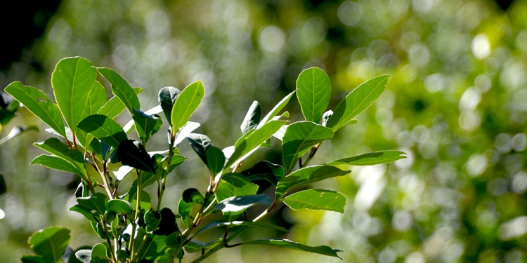 DIFÍCIL COMIENZO. La zafra del té en Misiones inició entre el ataque de ácaro, aumento de costos y bajos precios para los productores de esa economía.