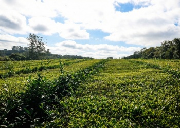 El té actualizó su valor, aunque no conformó a los productores