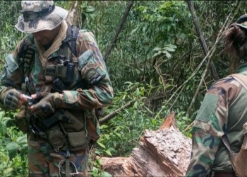 Nuevo caso de tala ilegal de madera nativa en el Parque Provincial Piñalito