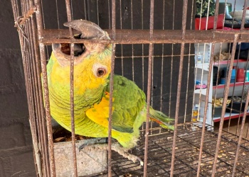 Eldorado: rescatan fauna silvestre del comercio ilegal valuado en 5 millones