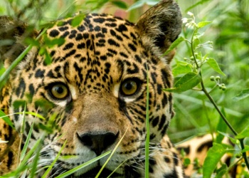 Oberá e Iguazú se suman al Día del Yaguareté con varias actividades