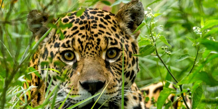 CUIDARLO. El yaguareté, insignia de selva, de incalculable valor natural.