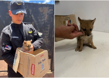 Una vecina de Apóstoles encontró un zorro jugando con sus perros: fue rescatado