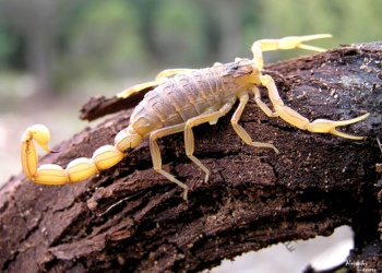 El calor dispara la aparición de alacranes, ratas, cucarachas y arañas en zonas urbanas