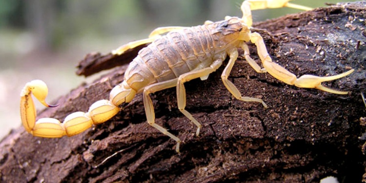RIESGO PARA LA SALUD HUMANA Y DE LAS MASCOTAS. El tityus trivittatus prolifera con el calor y la humedad. Autoridades municipales aconsejaron denunciar las apariciones con un mensaje al Whatsapp 3764 13-0497.