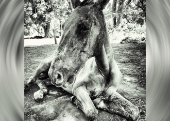 Advierten que crecieron un 60% los casos de maltrato hacia los caballos