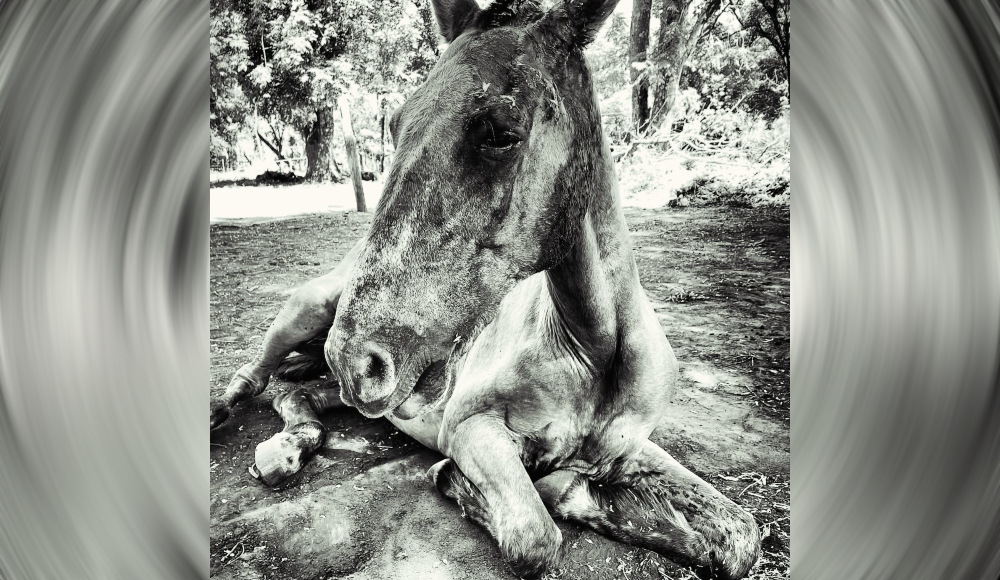 Advierten que crecieron un 60% los casos de maltrato hacia los caballos