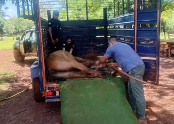 Maltrato animal: rescatan a un caballo que colapsó por explotación y abandono