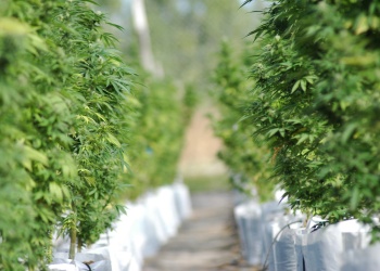 Realizarán la primera Expo Misiones Cultiva