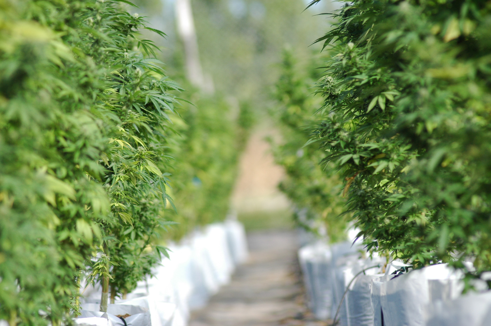 Realizarán la primera Expo Misiones Cultiva