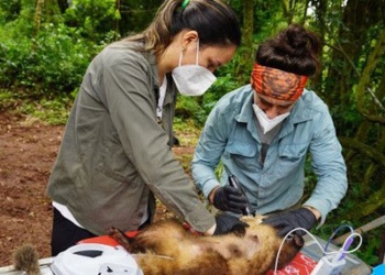Analizan la salud de coatíes según el grado de contacto con humanos