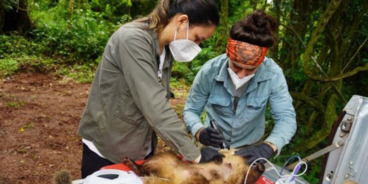 CLAVE. Las muestras tomadas a los coatíes silvestres serán cotejadas con las de otros coatíes que viven en contacto con turistas en el PNI.