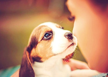 Desarrollando la confianza con tu perro