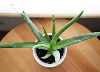 Qué significa poner aloe vera en la puerta de casa, según el Feng Shui