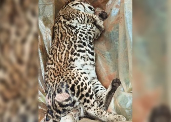 Matan a un gato onza en Misiones: buscan al presunto responsable del choque