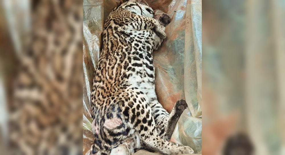 Otra muerte de fauna en la ruta: apuntan a fallas en los controles