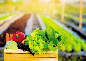 Qué sembrar en noviembre para tener tu propia producción en casa