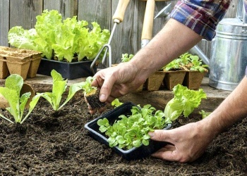 Qué sembrar en noviembre para tener tu propia producción en casa