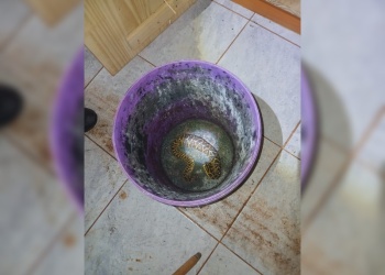 Bomberos rescataron una yarará dentro de una vivienda en Apóstoles