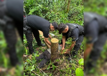 Detienen a dos hombres por extracción ilegal de madera en un predio forestal de Puerto Libertad