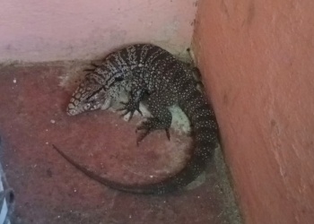 Un lagarto “de visita” alarmó a una familia en Posadas