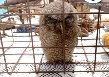 Rescatan a una lechuza alicucú atacada por jóvenes