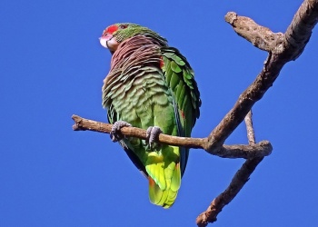 En Misiones quedan menos de 400 loros de pecho vinoso, una especie en peligro crítico