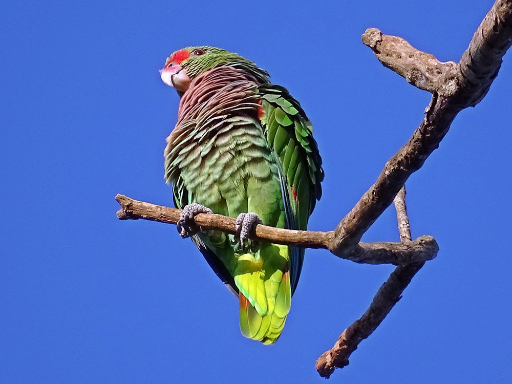 En Misiones quedan menos de 400 loros de pecho vinoso, una especie en peligro crítico