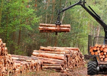 Empresarios advierten: “La forestoindustria tiene  la peor rentabilidad en veinte años”