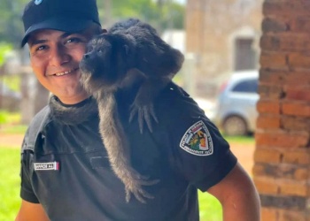 Rescatan a un mono carayá que ingresó a una vivienda