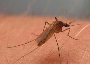 España detectó su primer caso autóctono del virus Usutu en un donante de sangre