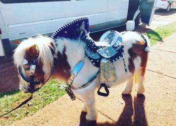 Apóstoles prohíbe el uso de animales con fines comerciales en la vía pública