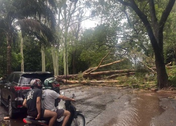 Una fugaz y fuerte tormenta de viento y agua hizo estragos en Posadas