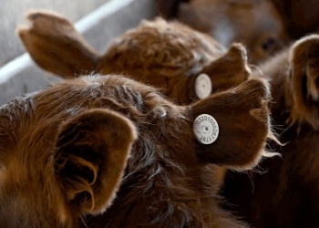 El SENASA implementa identificación electrónica obligatoria desde enero 2026