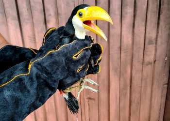 Rescatan a pichón de tucán toco en Posadas